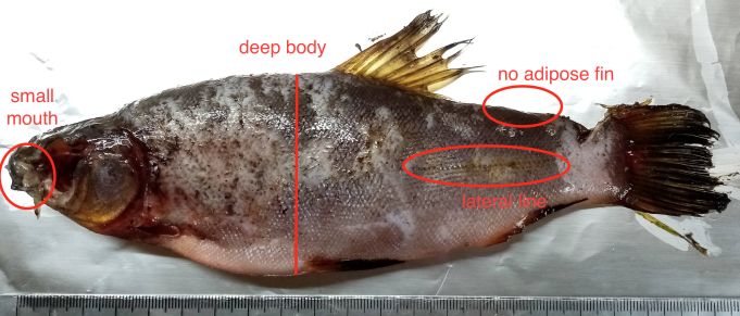 Annotated.fish.jpg