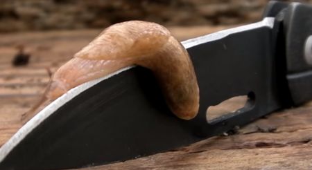 slug on knife.jpg