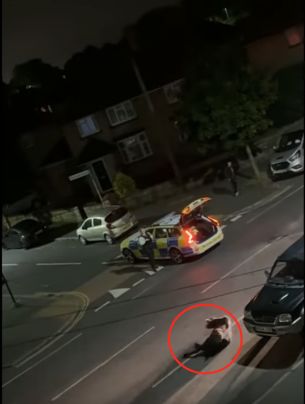 After cow is hit.jpg