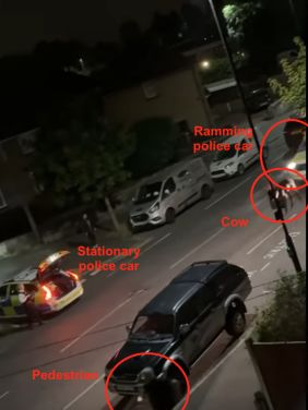 Before cow is hit.jpg