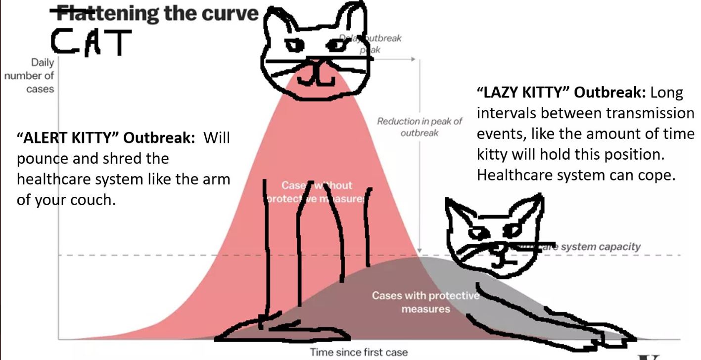 cat2.JPG