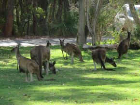 Kangaroos.at.Pinnaroo.Valley.Memorial.Park.jpg